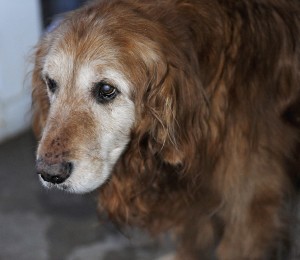 This old boy was a stray once - then was by my side for 12 years.  Help others find a home.